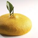 Moule silicone Citron Pavoni