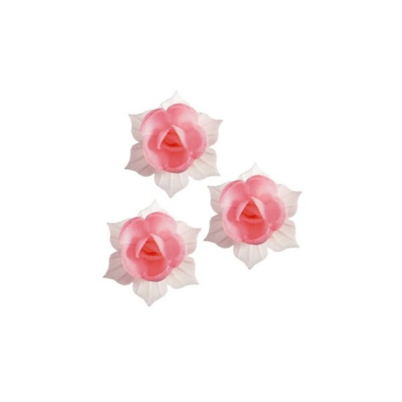 Jonquille blanche et rose (x 5)