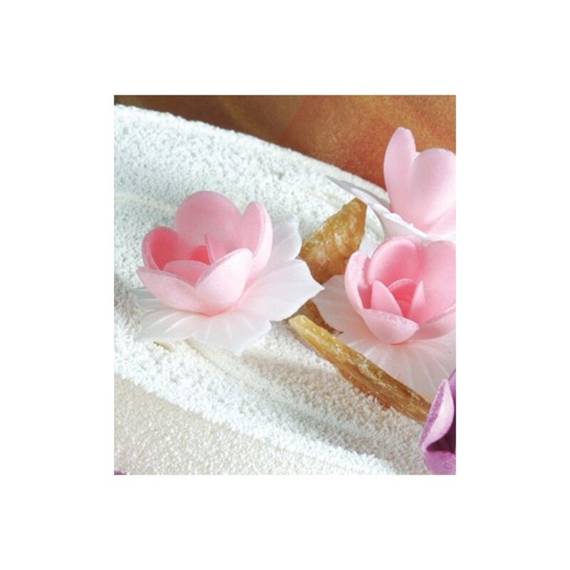 Jonquille blanche et rose (x 5)