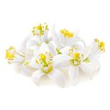 Extrait de fleur d'oranger Patisdécor 50 ml Extrait de fleur d'oranger Patisdécor 50 ml