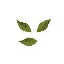 Feuille de rose 38 mm vert foncé (x500) Feuille de rose 38 mm vert foncé (x500)