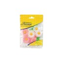 Marguerites assorties (x12)