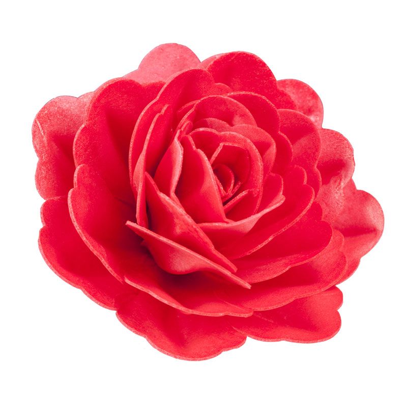 Rose rouge géante azyme