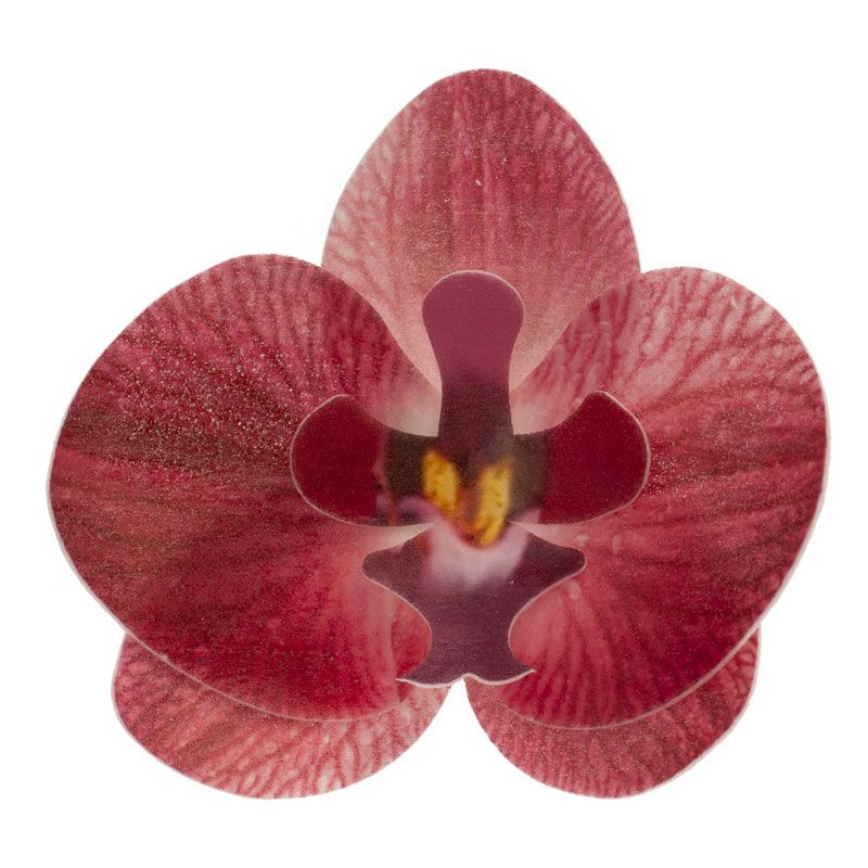 Orchidées burgundy azyme (x10)
