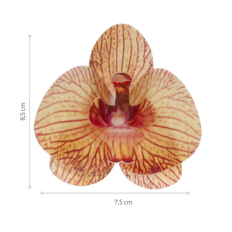 Orchidées jaunes azyme (x10)