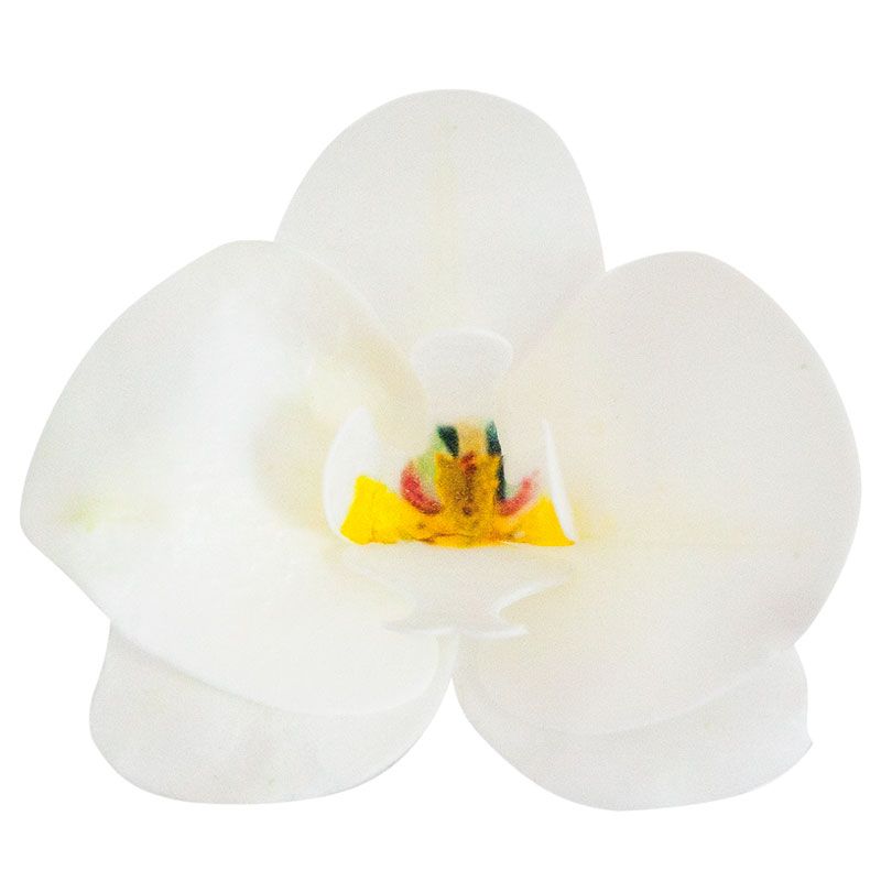 Orchidées blanches azyme (x10)