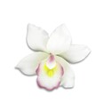 Orchidée blanche en pastillage Gatodéco