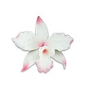 Orchidée Brassavola rose en pastillage Gatodéco