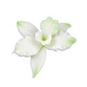 Orchidée Brassavola verte en pastillage