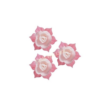 Jonquille blanche et rose (x28)