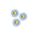 Marguerite bleue (x100) Marguerite bleue (x100)