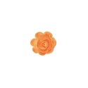 Grande rose abricot (x36)